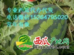 菏泽东明西瓜代办菏泽东明西瓜价格15264795020