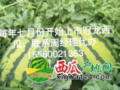 夏邑王集西瓜是整个商丘地区种植量最大基地