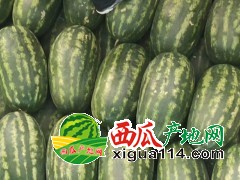 河南西瓜代办-河南优质西瓜