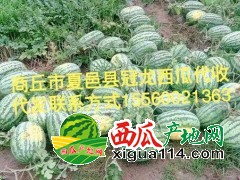 商丘地区夏邑种植最大西瓜基地