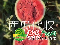 云南盈江西瓜代办/保山/攀枝花西瓜代办代收