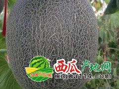 缅甸黄河蜜，西周蜜黄金蜜—诚信缅甸西瓜代办代收