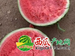 河南8424《美都》西瓜价格产地电话~今市场西瓜批发多钱一斤