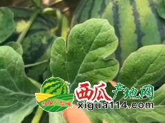 江苏东台京欣西瓜和8424西瓜/江苏西瓜代办东台8424西瓜