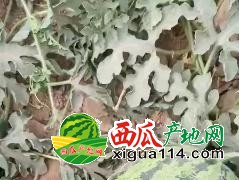 新疆西瓜价格行情多少钱【今日吐鲁番西瓜代办】