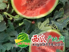 潍坊昌乐  西瓜最新价格《山东西瓜代办》