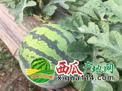 西瓜直售 供应8424 美多【江苏盐城西瓜】