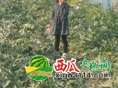 山东潍坊西瓜代办代发专业/山东西瓜产地