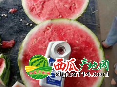 8424麒麟精品西瓜【河南商丘西瓜批发产地】