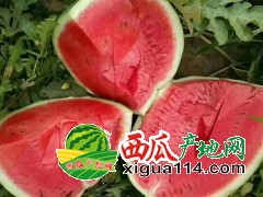 蒲城西瓜-甜王～京欣～黑无籽～新红宝【陕西西瓜代办】