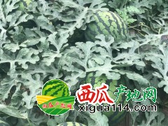 陕西蒲城优质甜王西瓜供应产地【大量上市中】