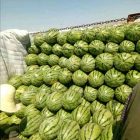 2020新疆安农金城西瓜肉美色正 价格公道 对接全国市场