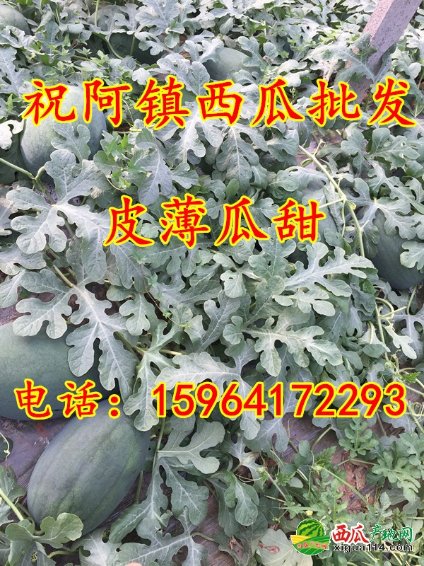 西瓜批发