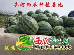 齐河县西瓜大量成熟 西瓜批发