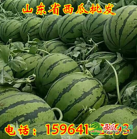 西瓜价格行情