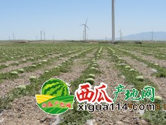 2022年宁夏中卫硒砂瓜价格产地【宁夏西瓜代办】