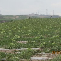 宁夏西瓜价格多少钱{宁夏中卫西瓜代办代收产地}