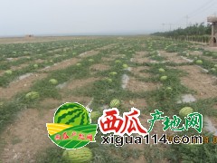 2022年宁夏西瓜上市时间[宁夏中卫硒砂瓜代办代收]