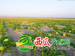 宁夏西瓜产地代办【宁夏中卫硒砂瓜代办】中宁西瓜价格