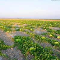 宁夏西瓜产地代办【宁夏中卫硒砂瓜代办】中宁西瓜价格