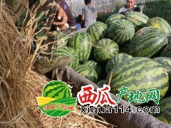 甜王西瓜价格，辽宁新民西瓜代办产地