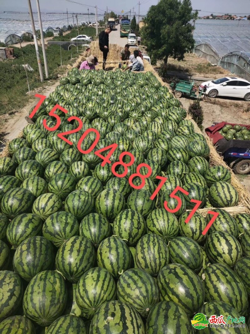 甜王西瓜系列