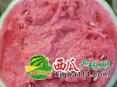 河南商丘西瓜代办-大棚8424冰糖麒麟、美都西瓜