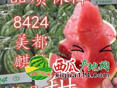 商丘夏邑西瓜上市时间 今日8424麒麟瓜美都西瓜批发多钱一斤