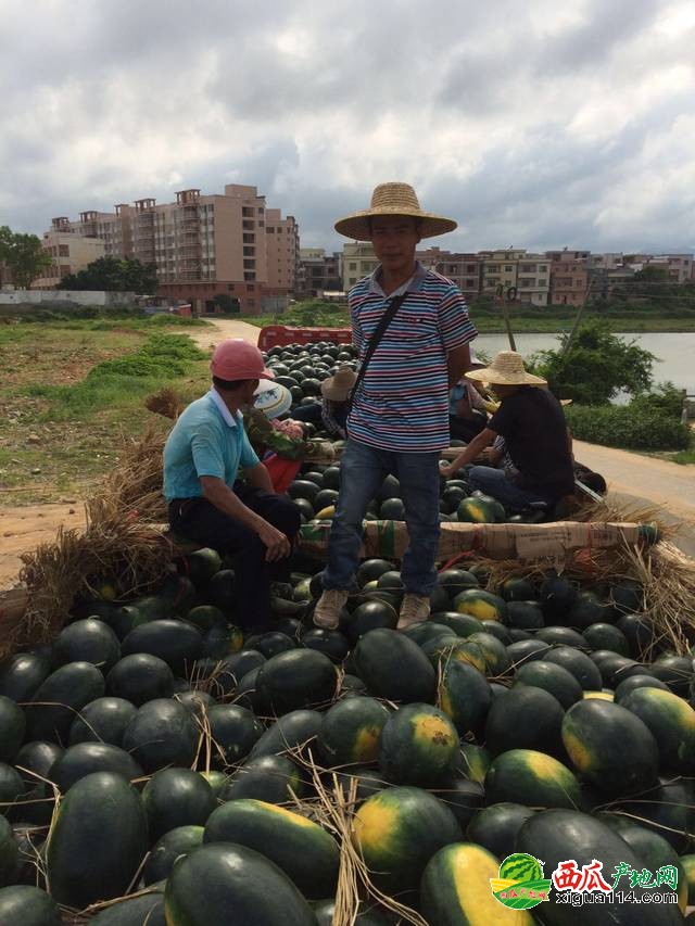 黑美人西瓜图一