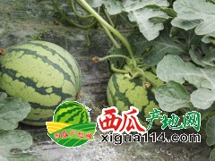 2021年江苏东台西瓜代办代收/江苏盐城西瓜批发价格行情