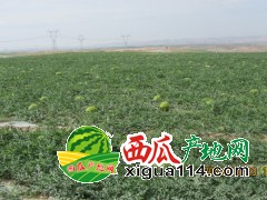 宁夏中卫石头缝西瓜产地、宁夏中卫西瓜代办代收