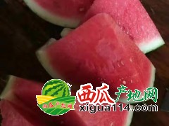 2021年河南商丘8424西瓜产地麒麟瓜美都西瓜批发多少钱一斤