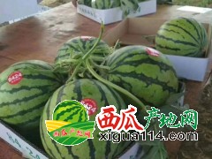 河南商丘8424麒麟~美都西瓜便宜@种植基地在哪儿