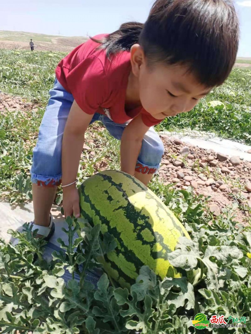 硒砂瓜西瓜图一