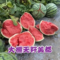 今日商丘夏邑大棚8424美都西瓜价格持续下滑@产地代办电话