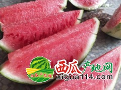 今日商丘夏邑大棚西瓜大掉价@产地价格下滑两毛