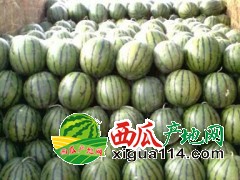 河南西瓜代办(西瓜品种齐全)价格优惠