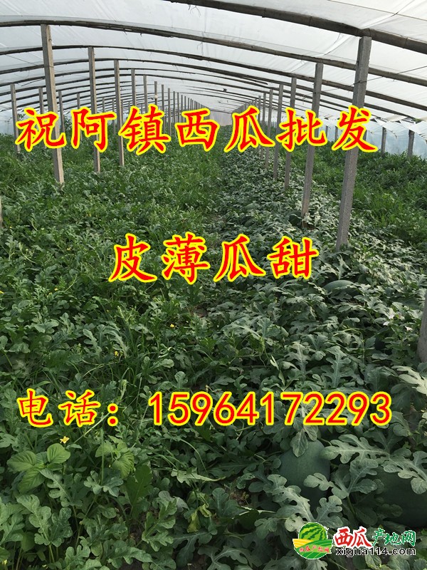 齐河西瓜批发