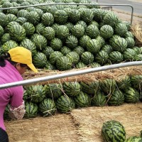 全国西瓜各产区代收-大棚陆地大量无籽西瓜上市求合作