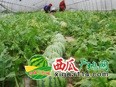 河南西瓜种植基地/黑无籽，花无籽西瓜/诚信代收代发