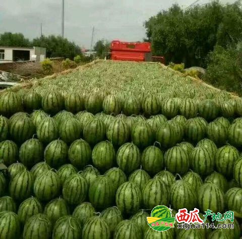 地雷瓜西瓜图一