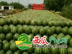 吉林白城陆地精品西瓜大量上市。