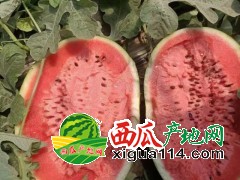 2021内蒙通辽沙漠西瓜代办代发【内蒙古西瓜代办】