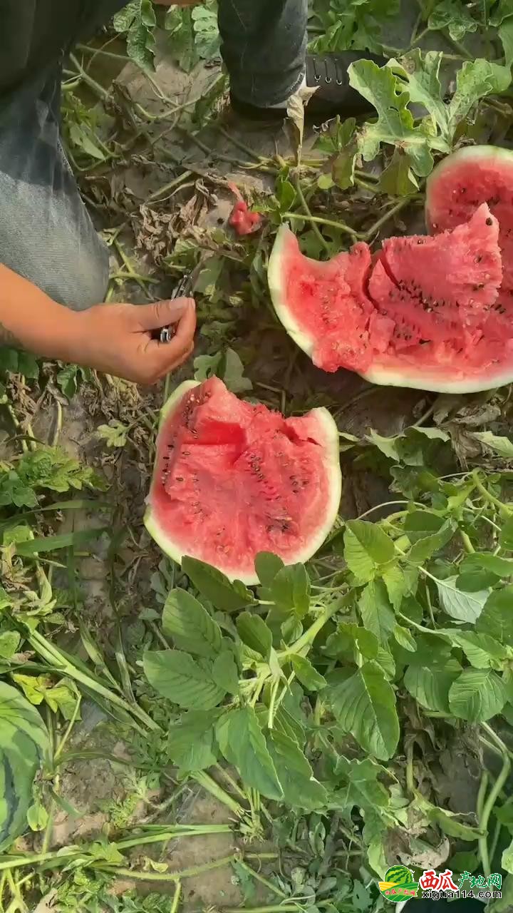 地雷瓜西瓜图一