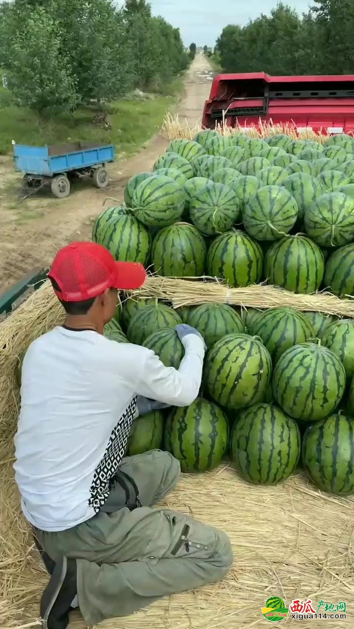 地雷瓜西瓜图一