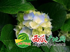 山东西瓜代发