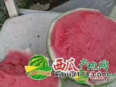 江苏东台西瓜代办批发供应（8424西瓜）