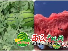 江苏东台西瓜批发信息《今日江苏西瓜代办》