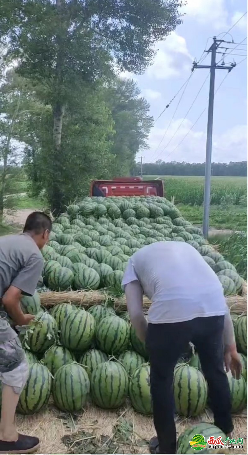 京欣西瓜图一