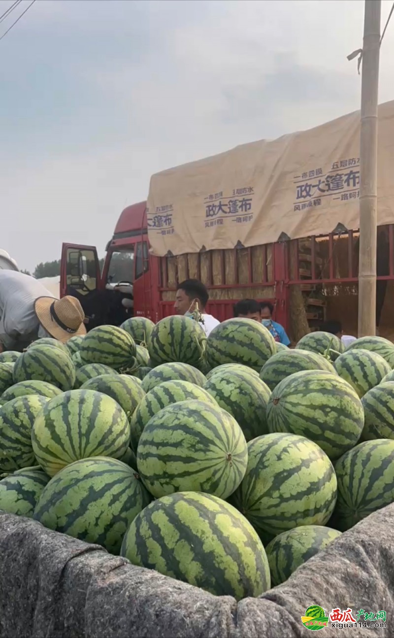 美都西瓜西瓜图三